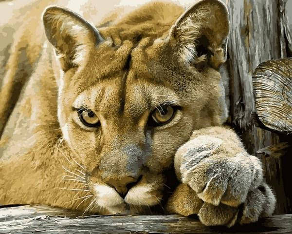 

Картины по номерам Babylon Грозный хищник (VP1364) 40 х 50 см