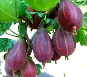 

Саженцы крыжовника СЕРЕНАДА (двухлетний) позднего срока созревания