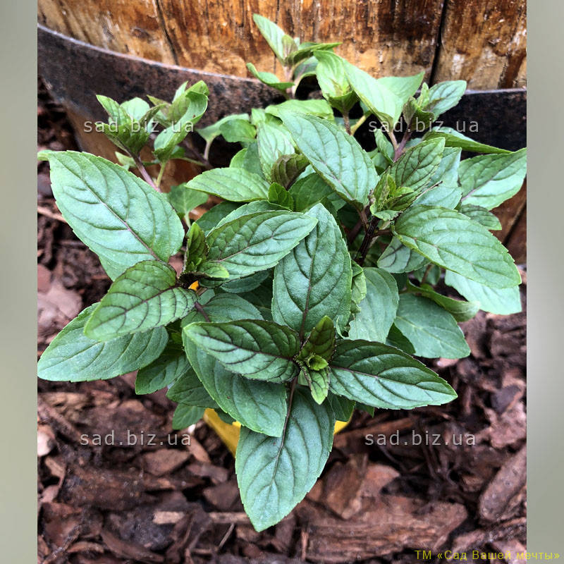 

Мята перечная 'Eichenau'. Контейнер 1,5 л