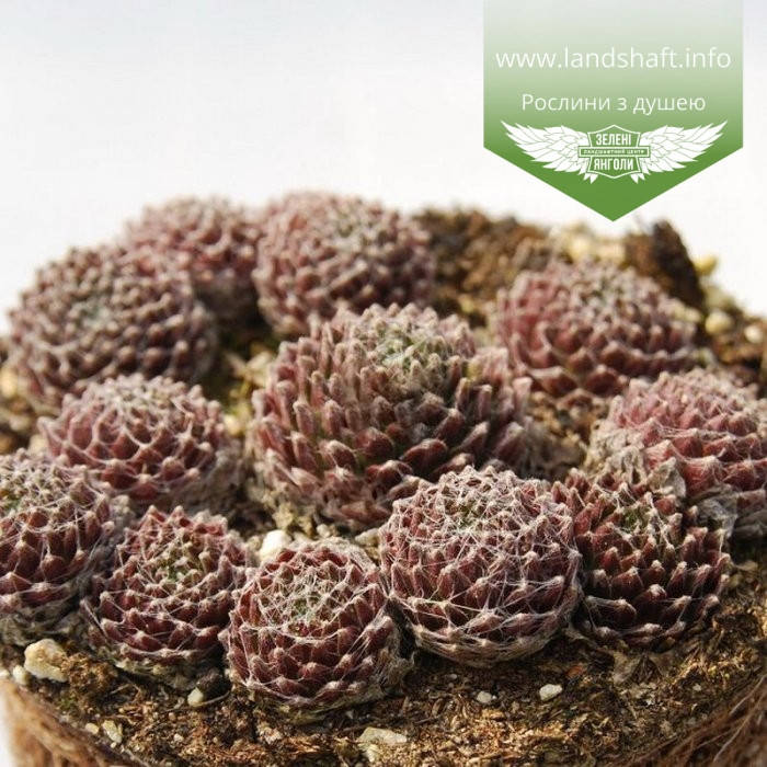 

Sempervivum x hybridum 'Sirius', Молодило 'Сіріус',C2 - горщик 2л