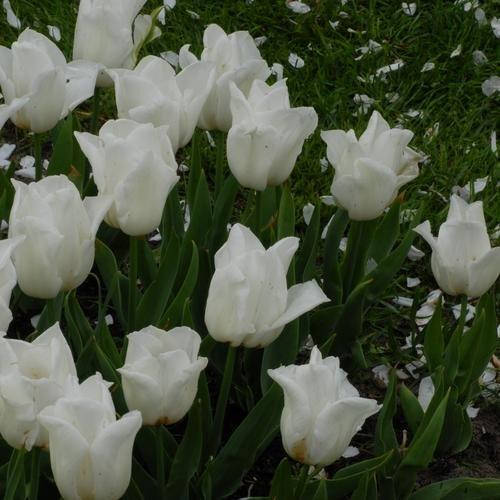 

Тюльпан Kiwanis (луковицы) 3 шт