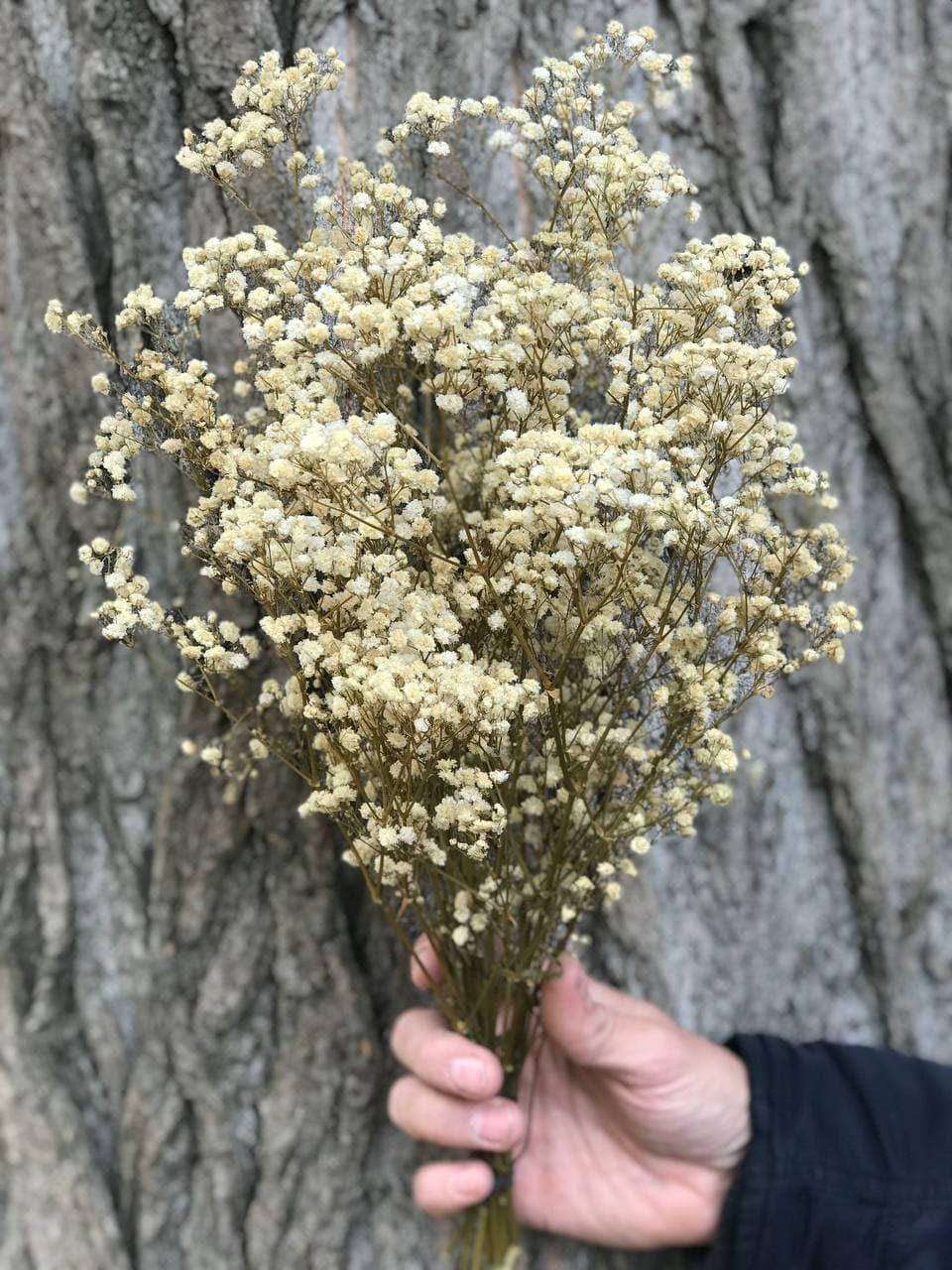 

Стабилизированная гипсофила