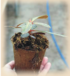 

Торфяные горшочки 60*60 мм.