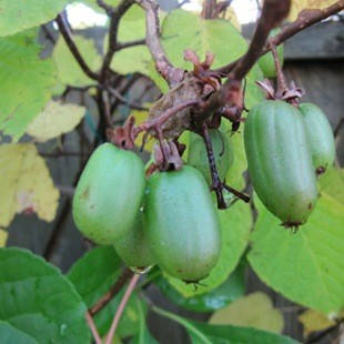 

АКТИНИДИЯ сорт "Кей-Джо" Actinidia arguta (черенки)