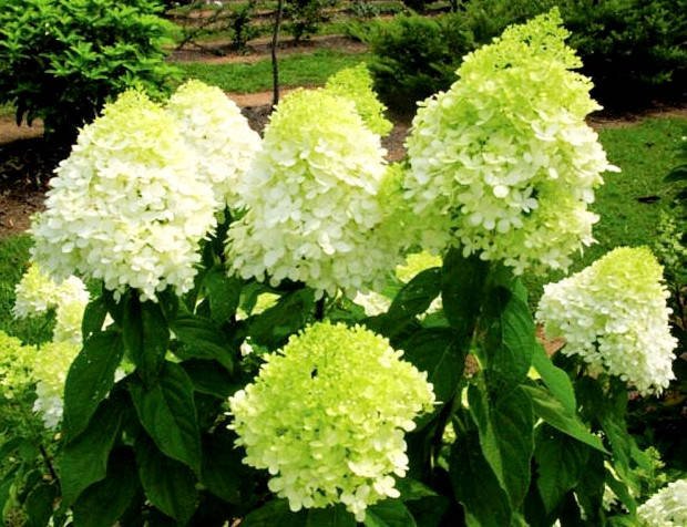 

Гортензія волотиста Лаймлайт/Hydrangea pan. 'Limelight' Р9 / H 10-20