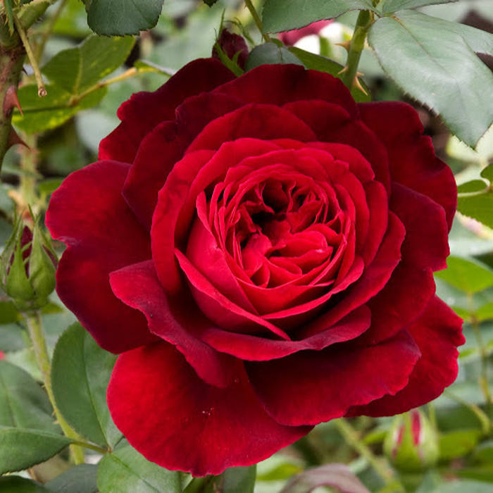 

Л. Д. Брайтвайт (L.D. Braithwaite)