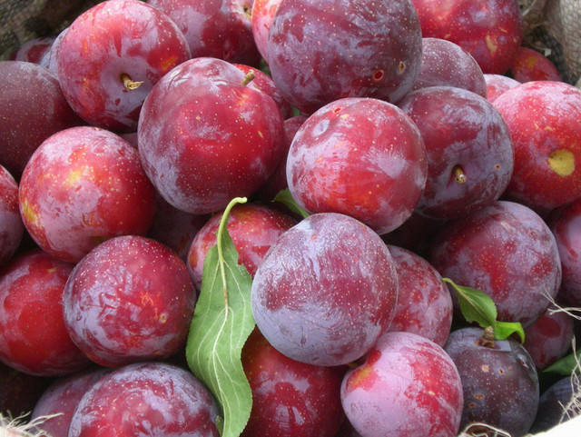 

Слива Ренклод Альтана. (в). Подвой жердель