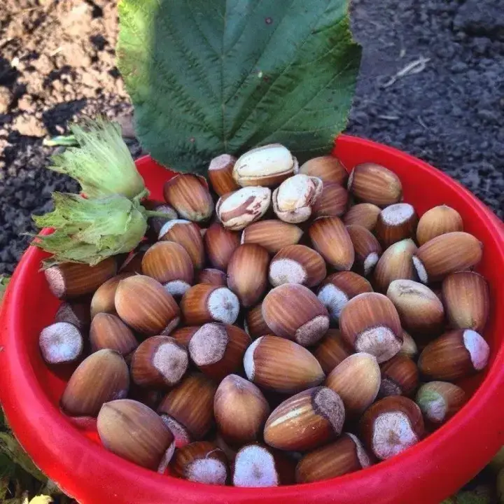 

Фундук "КОСФОРД" 2х-летний / Саженцы / Премиум Качество