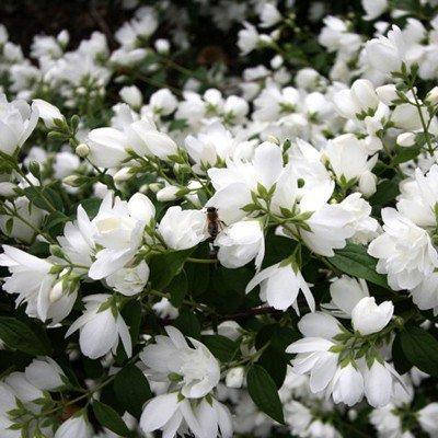 

Чубушник Bouquet Blanc (саженцы)