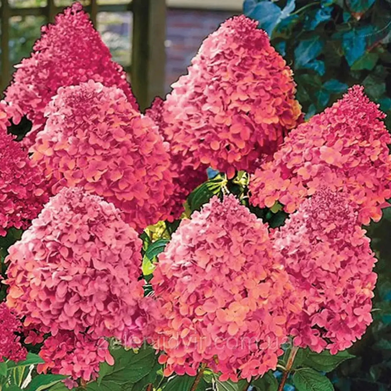 

Гортензія волотиста Magical Fire (Горщик р9)