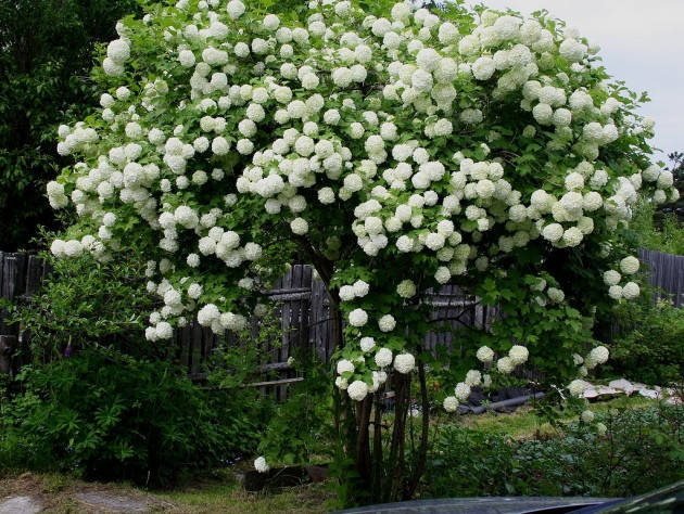 

Калина Бульденеж