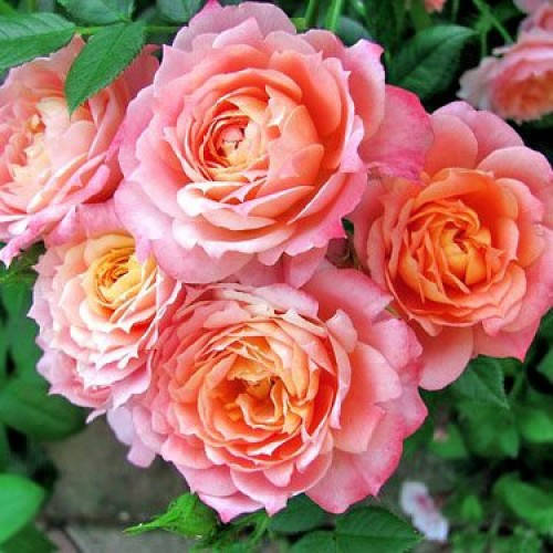 

Роза флорибунда Briosa (Бриоза)