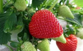 

Саженцы клубники РОВЕНА F-1 ремонтантная в стакане