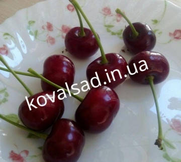 

Саджанці вишні Встреча