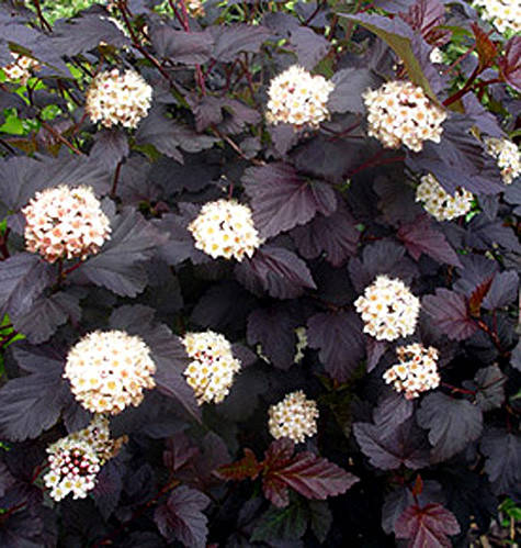 

Пузыреплодник калинолистный Диаболо 15-25 см, 1-летки, контейнер 0,5 л