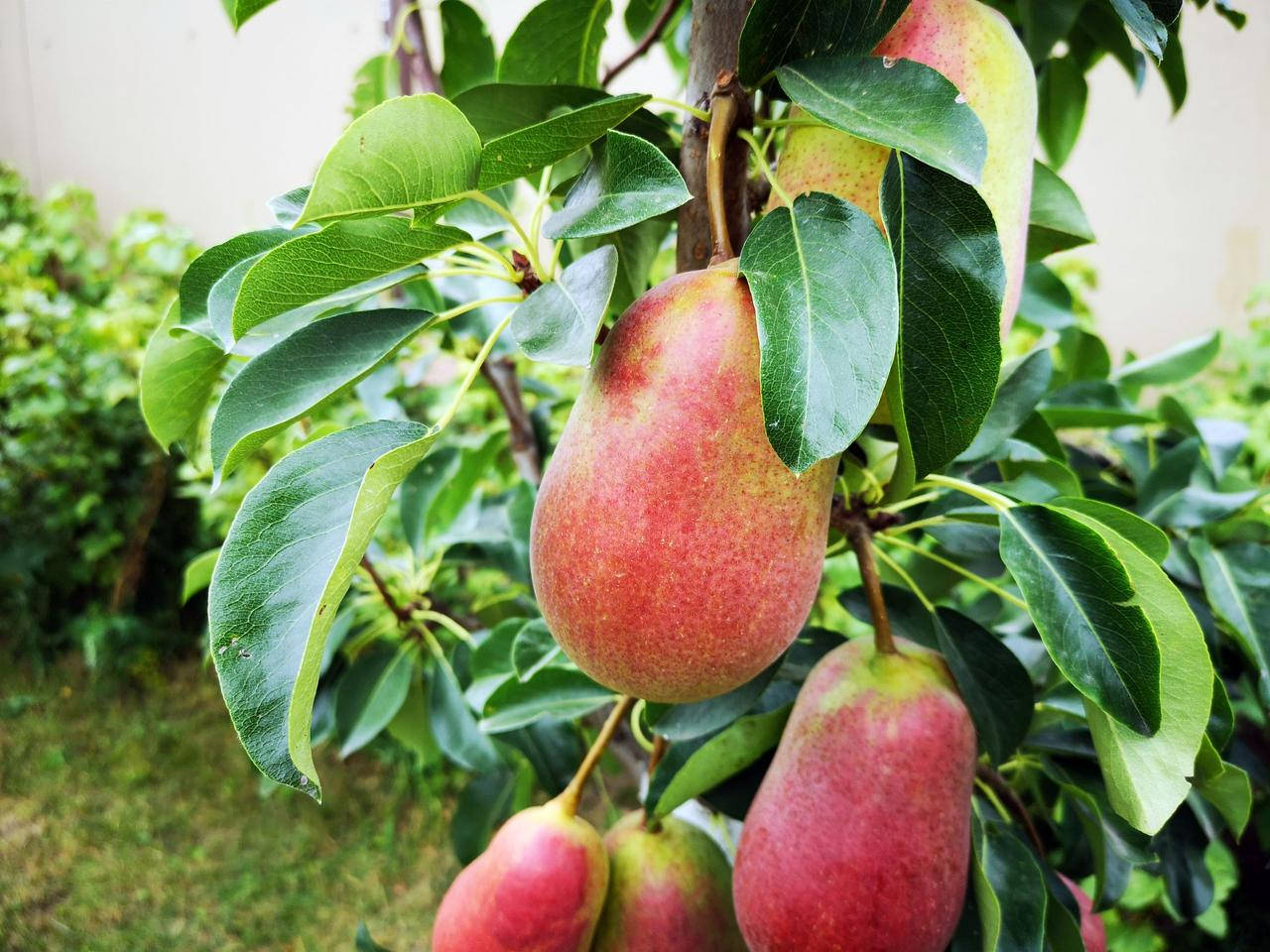 

Саженцы груши Красивая (Видео)