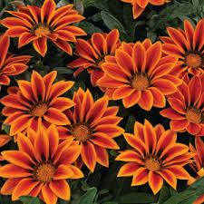 

Семена газании Big Kiss 10 шт Syngenta Голландия Orange Flame
