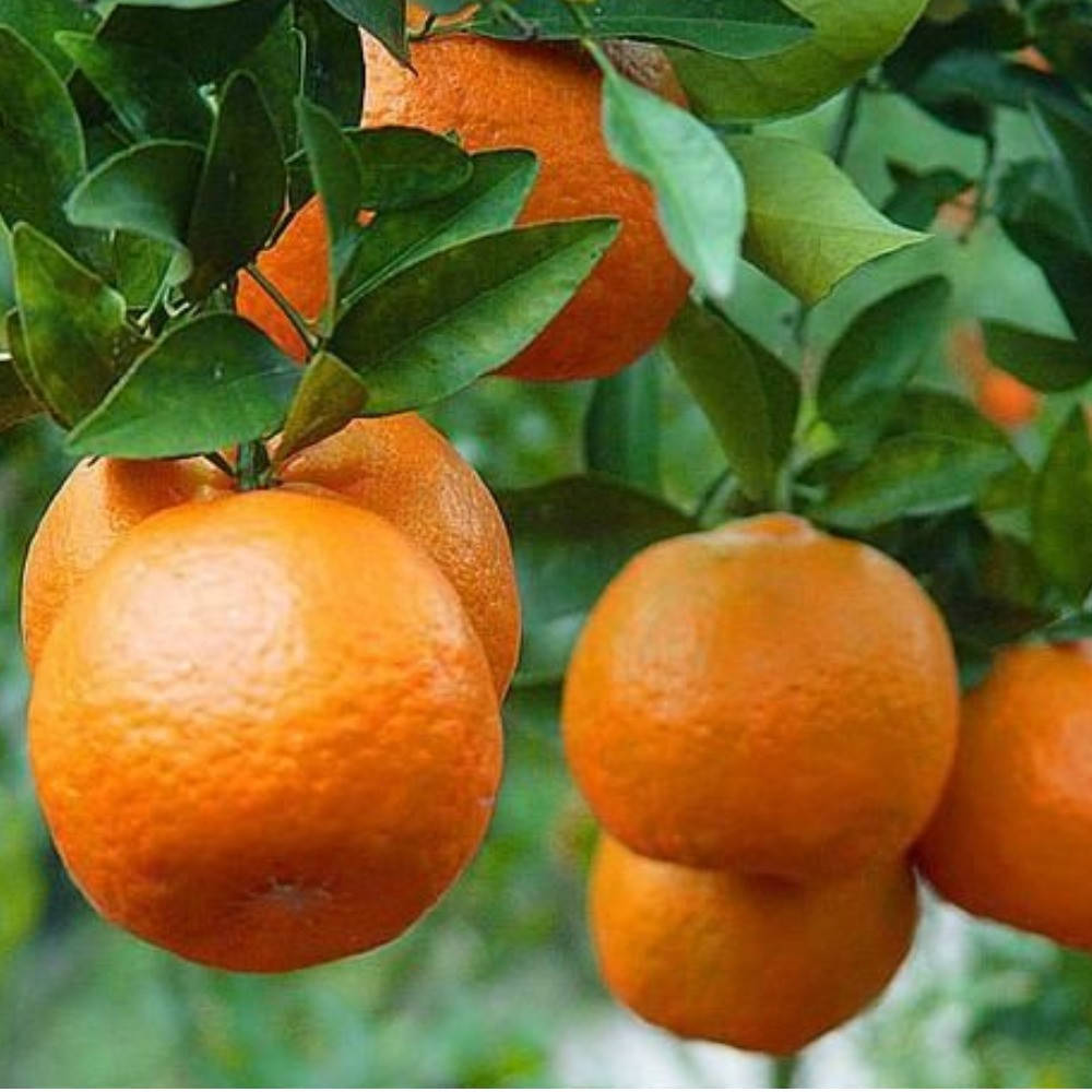 

Мандарин Сатсума