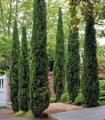 

Кипарис вечнозеленый 'Стрикта' Cupressus sempervirens 'Stricta' 20
