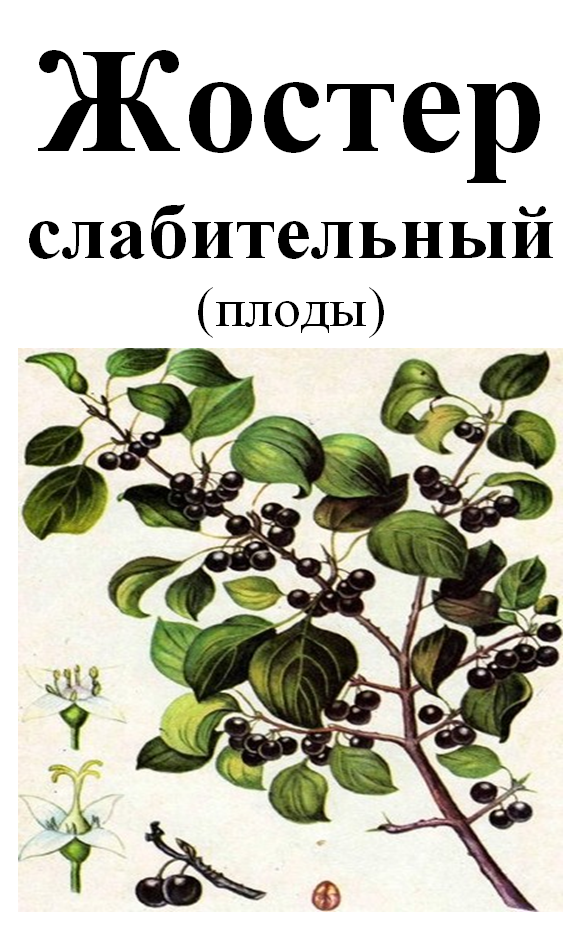 

Жостер слабительный (плоды сушенные), 50 грамм