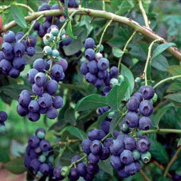 

Саженцы Голубики Нортблю (Northblue) - средняя, низкорослая, урожайная Р9