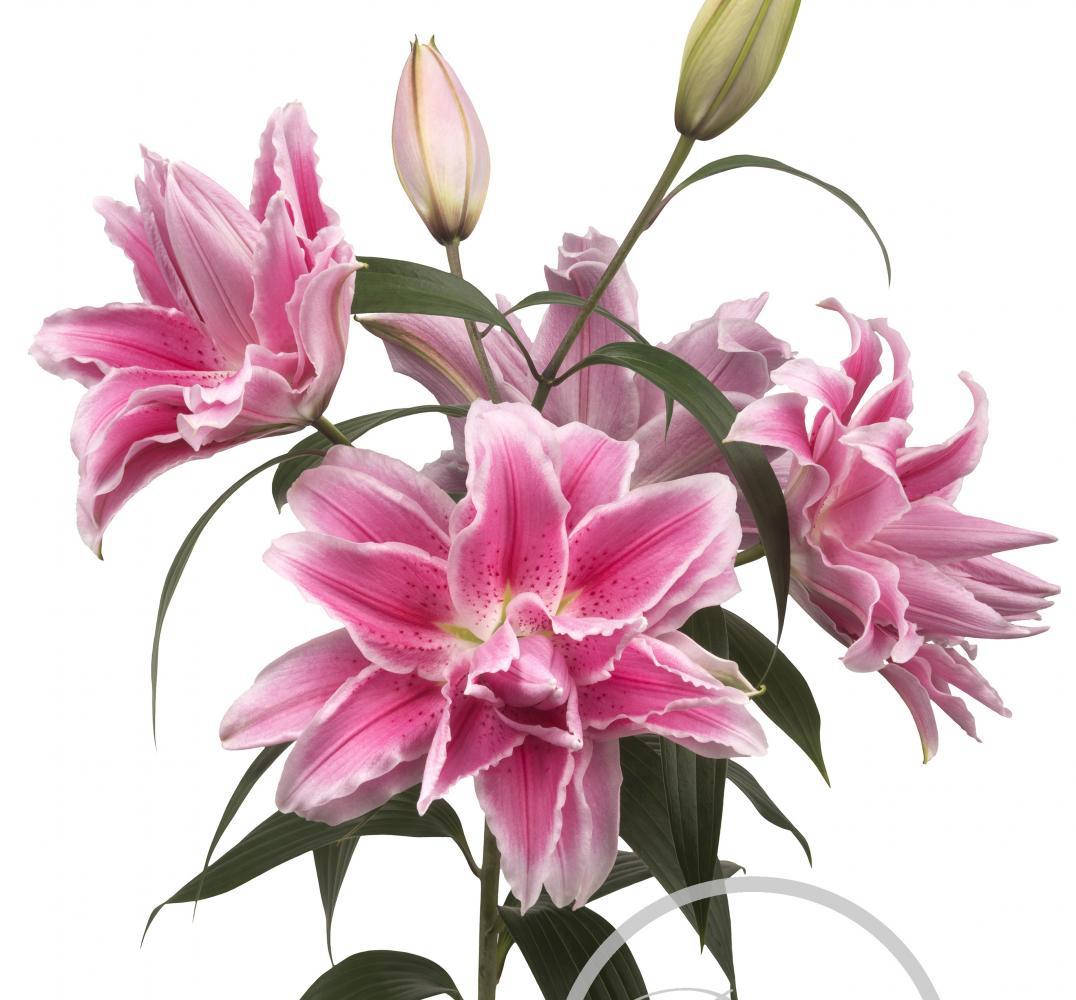 

Лилия Roselily Isabella