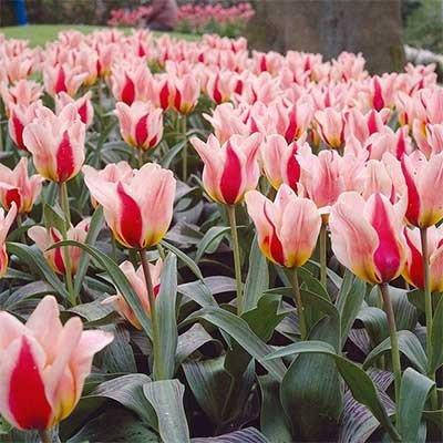 

Тюльпан Mary Ann (луковицы) 3 шт