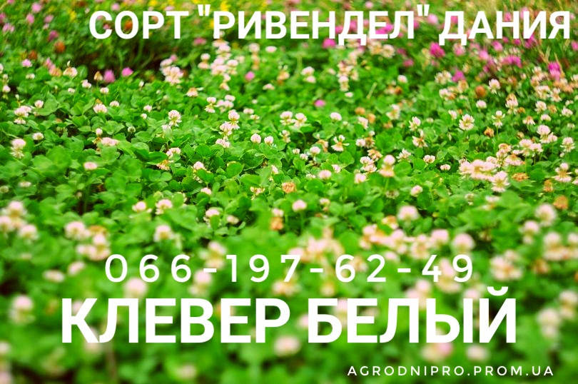 

Микроклевер , семена Белого Клевера Ривендел, Зелёный