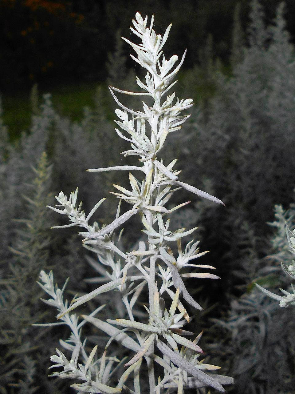 

Полин Людовіка / Artemisia ludoviciana С2/ Н 20-30