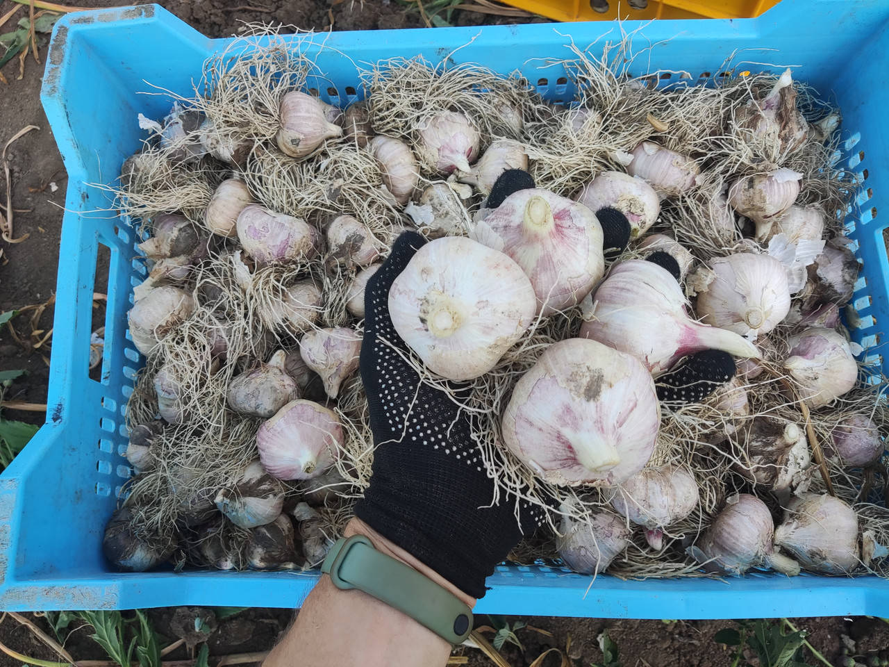 

Часник Любаша