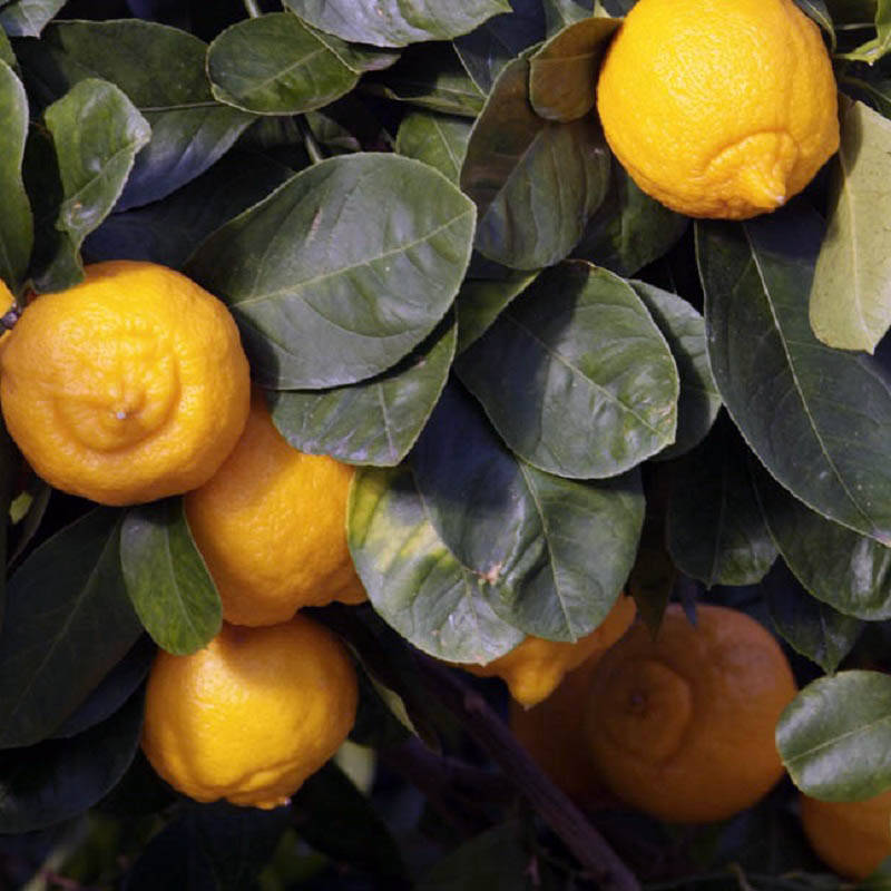 

Лайм, Лиметта, (Citrus limetta "Dolce Romana") до 20 см.