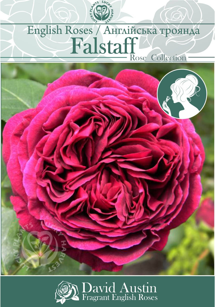 

Саженцы Английских Кустовых Роз " Falstaff" ( Фальстаф ) ТМ LUCKY HARVEST. Возраст 2+