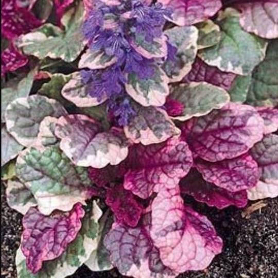 

Аюга (Живучка) Burgundy Glow (Бургунди Глоу)