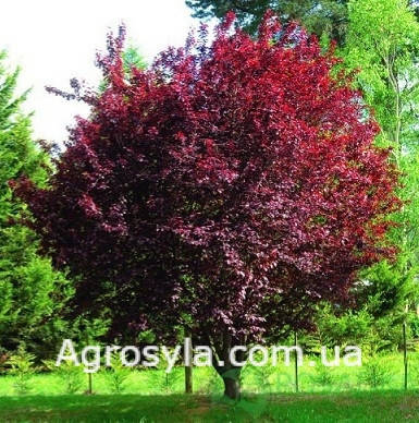 

Слива червонолистна “Піссарді”