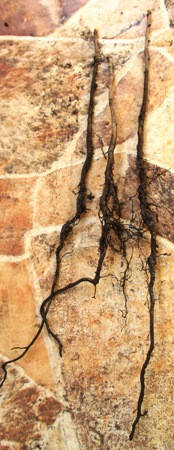 

Боярышник обыкновенный. Сеянцы. ОКС.