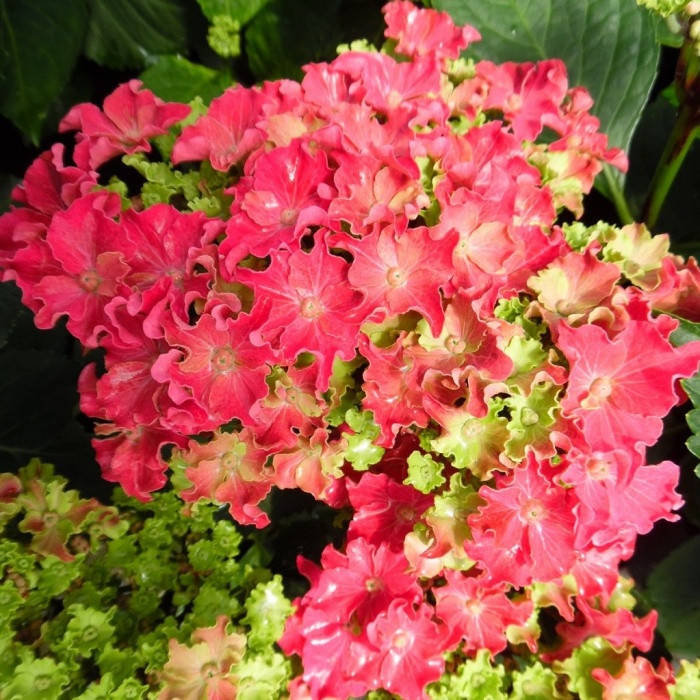 

Саженцы Гортензии крупнолистной Керли Спарк Хот Пинк (Hydrangea macrophylla Curly Sparkle Hot Pink)