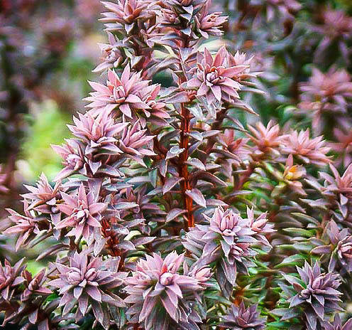 

Кипарисовик туєподібний Red Stare 3 річний / Кипарисовик туевидный Ред Стар / Chamaecyparis thyoides Red Star