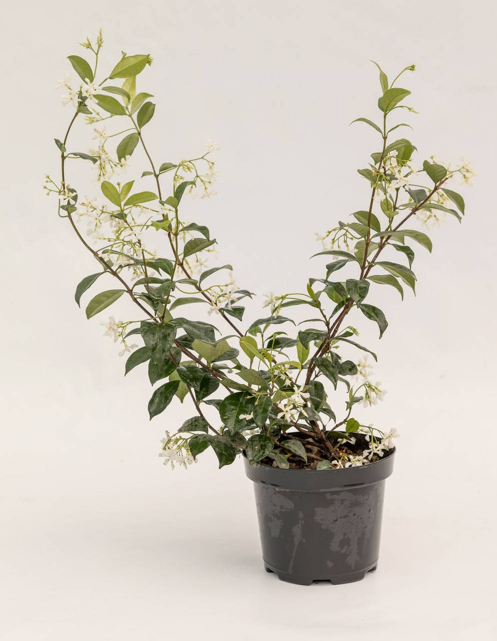

Трахелоспермум жасминовидний / Trachelospermum jasminoides С3 / Н 20-40