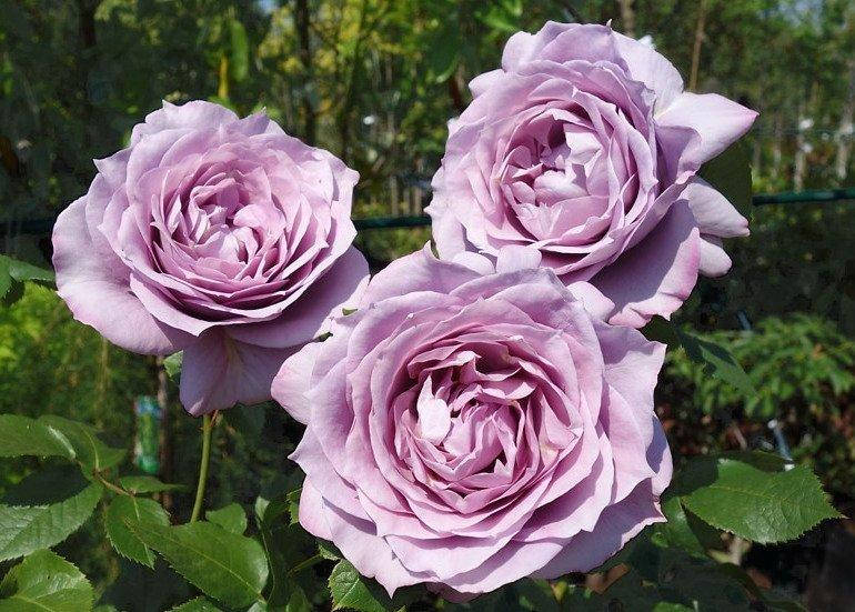 

Роза Новалис (Novalis)