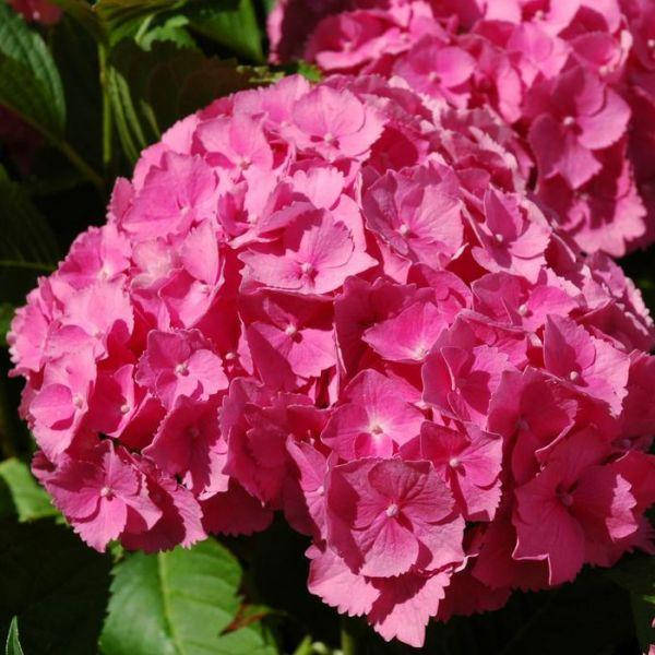 

Гортензия крупнолистная Jip Pink