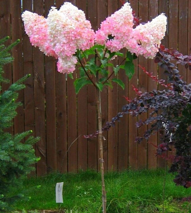 

Гортензия Штамб Ливинг Пинк Розе (Living Pink Rose) h90-100см