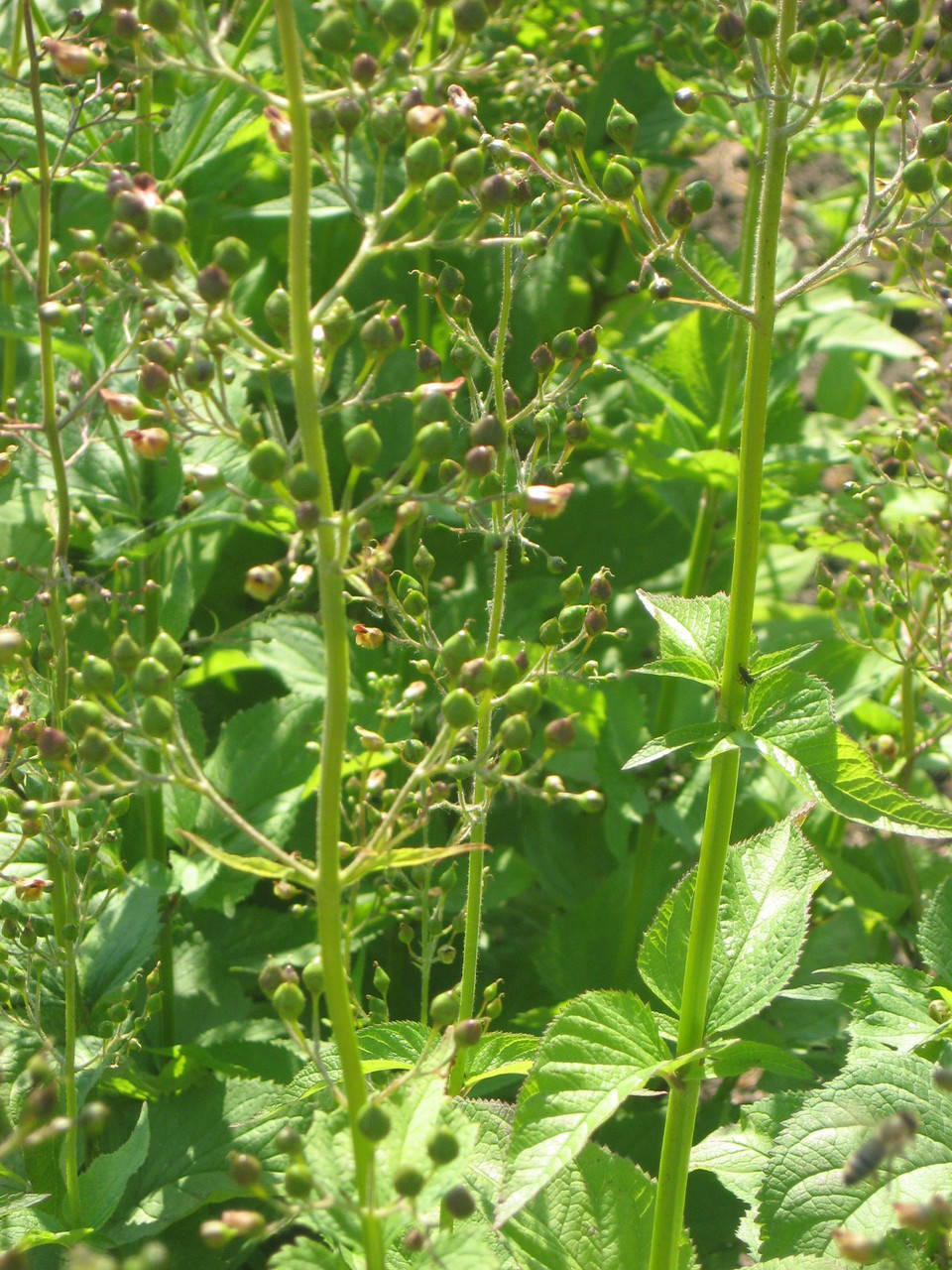 

Норичник узловатый 1грамм, семена, медоносов, лекарственных трав