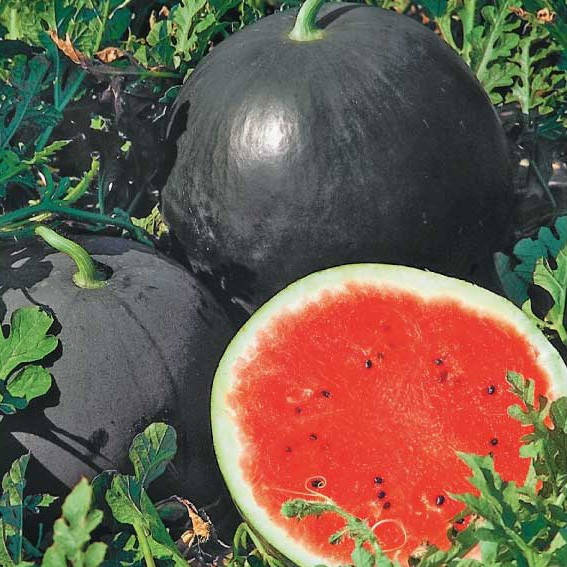 

Арбуз Орфей