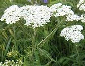 

Семена Тысячелистника лекарственного