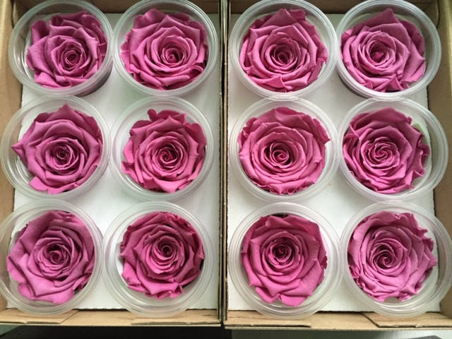 

Роза стабилизированная виола