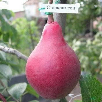 

Груша Старкрымсон (летняя)