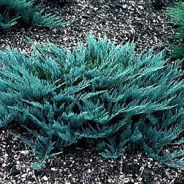 

Можжевельник Блю Чип / С7,5 / Juniperus Blue Chip