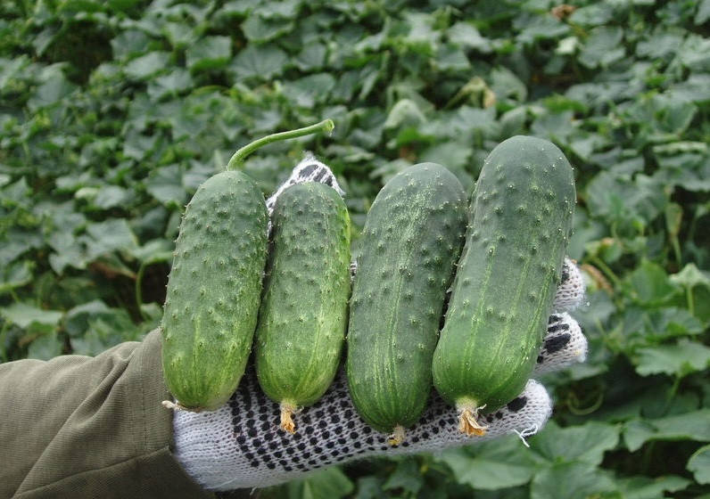 

Семена огурца Регал F1 \ Regal F1 10 грамм Clause