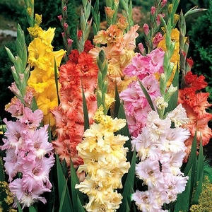 

Гладиолус гофрированный смесь 10 шт./уп.