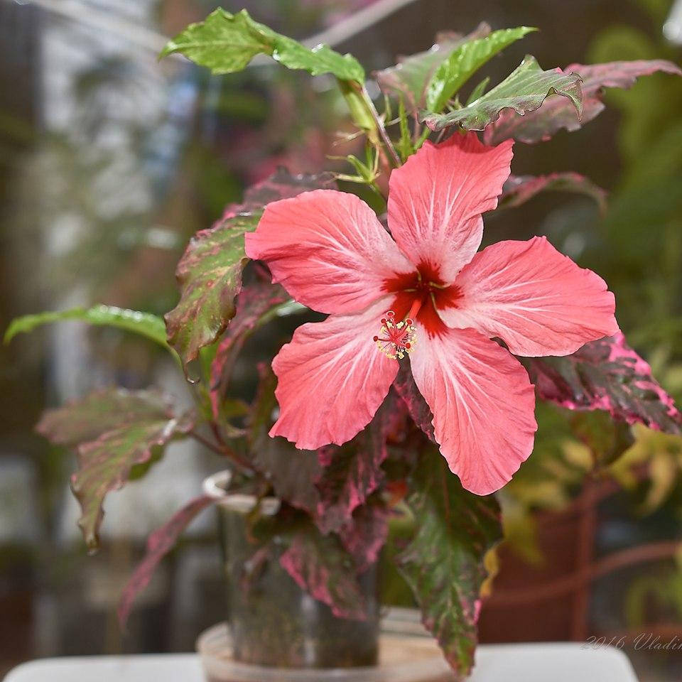 

Гибискус Купера (китайская роза), Hibiscus rosa-sinensis var. cooperi, Розовый